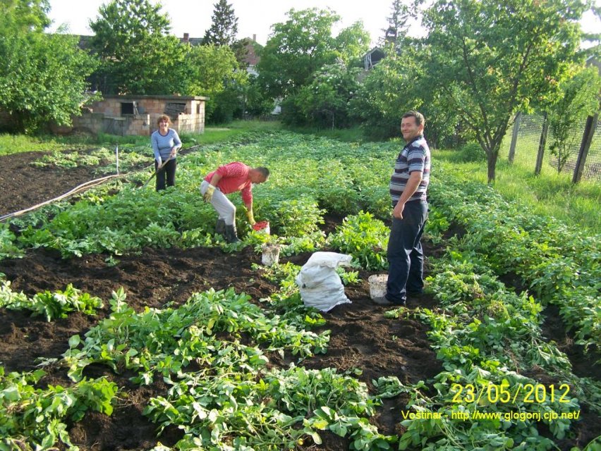 mladi-krompir_glogonj_010.jpg, 278 KB